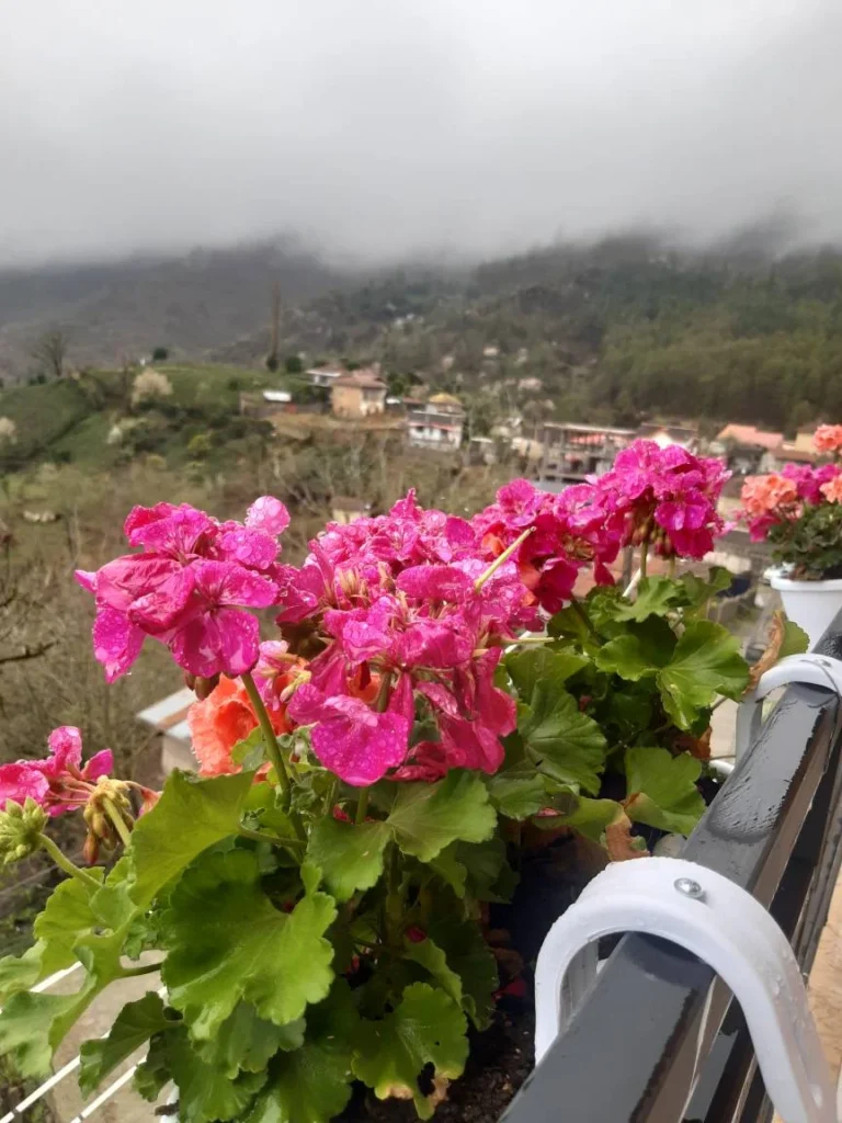 اجاره کلبه بهار سرولات چابکسر